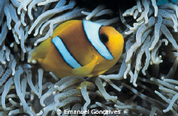 Amphiprion bicinctus (Two-banded anemonefish), Egyptian R... by Emanuel Gonçalves 